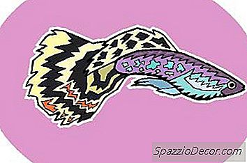 Os Sinais De Um Betta Masculino Feliz