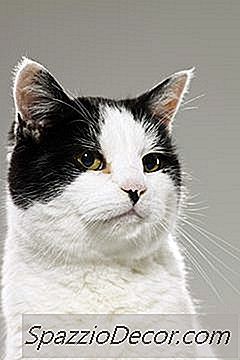 Signes De Travail Chez Les Chats Enceintes