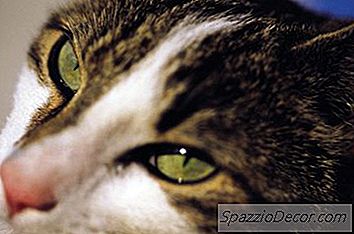 Sinais Gatos Grávidos Exibem Em Sua Sétima Semana De Gestação