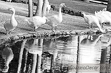Signos Y Síntomas De Deshidratación Aguda En Aves