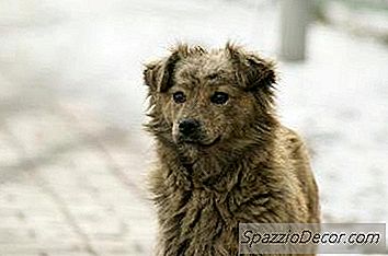 Os Sinais E Sintomas De Mastigar Piolhos Em Cães