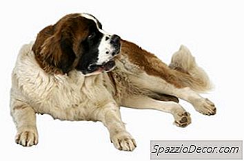 Známky A Príznaky Tehotenstva V Saint Bernards