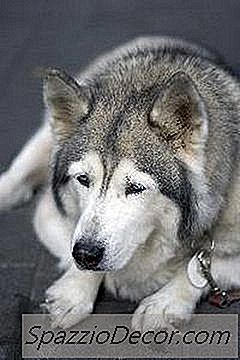 Sinais De Que Um Animal De Estimação Pode Estar Morrendo