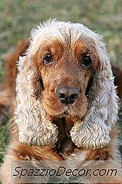 Hudforhold I Cocker Spaniels