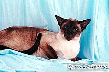 Hautverfärbung Bei Katzen