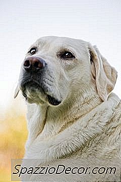 Labrador Retresörlerinin Deri Hastalıkları