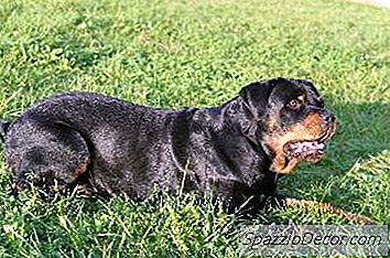 Problemas De Pele Em Rottweilers