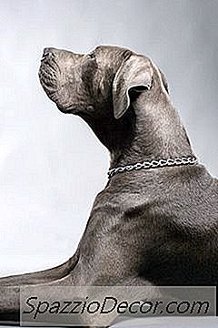 Ruam Kulit Pada Weimaraner