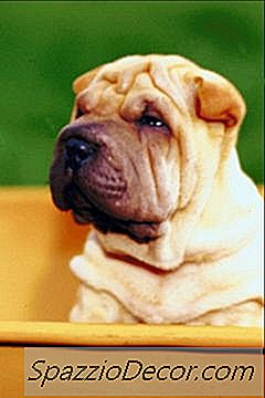 Penjagaan Kulit Untuk Pei Shar Pei Cina
