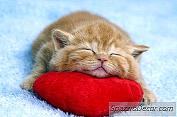 子猫のいびき
