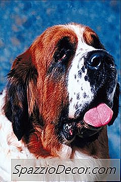 St. Bernards With Ear Odor