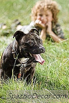 Stafordšīras Bulterjers Vs. Pit Bull