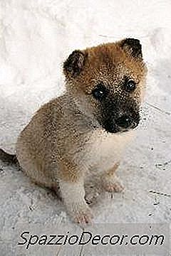 Estágios Do Desenvolvimento De Filhotes Fetais