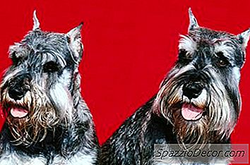 Standardno Njegovanje Štenaca Schnauzer
