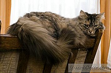 Comportamento Estranho Em Gatos Velhos