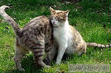 Comportamento Submisso De Gato
