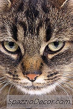 Aggressione Improvvisa E Inspiegabile Nei Gatti
