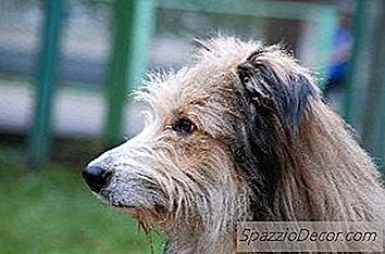 Zwavelshampoo Voor Honden
