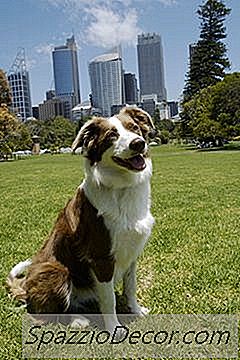 Summer Grooming Eines Border Collies