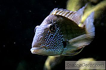 Các Vật Tư Cần Thiết Cho Một Bể Cichlid