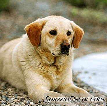 Symptome Von Mange Milben Auf Labrador Retrievern