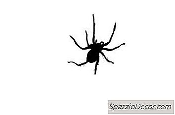 Os Sintomas De Picadas De Aranha Em Caninos
