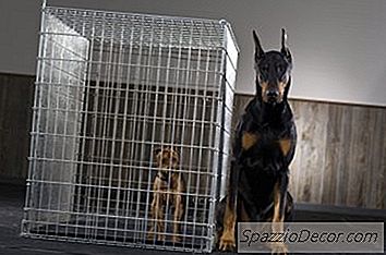Bir Doberman Pinscher'In Bakımı