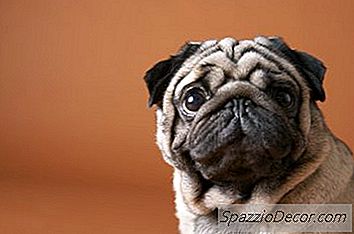 Péče O Mops Oči S Domácími Prostředky