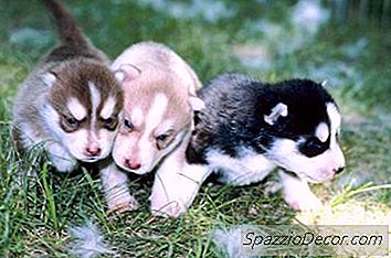 Cuidar De Um Filhote De Cachorro Sem Sua Mãe