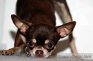 Cuidar De Chihuahuas Com Seis Semanas De Idade