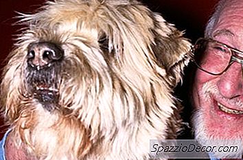 Prendre Soin D'Un Terrier De Blé