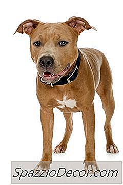 Taming An Árásargjarn Pit Bull Hvolpur