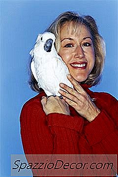 Domare Un Mordace Cockatiel