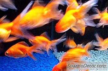 Tank Mates For Goldfish Common