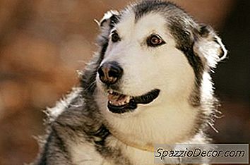 Opetus Huskies Ei Pure