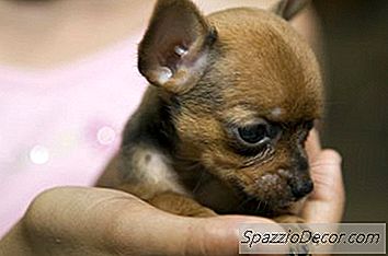 Teacup Chihuahua Fakta
