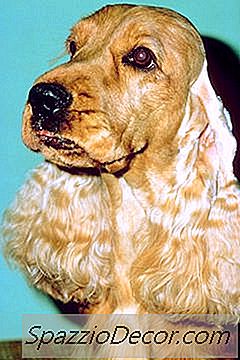 Manchas De Lágrima Em Cocker Spaniels