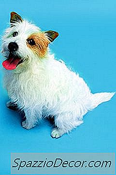 Terriers & Barking Problems