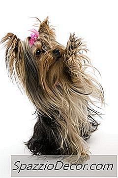 Lucrurile Pe Care Trebuie Sa Le Stii Despre Un Catelus Yorkie