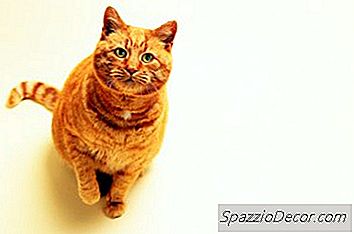 扔在老猫