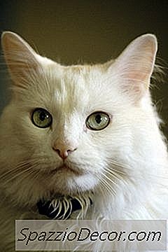 Kedi Kürk Küçük Beyaz Solucanlar