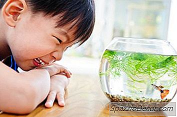 きれいな水槽の水のためのヒント