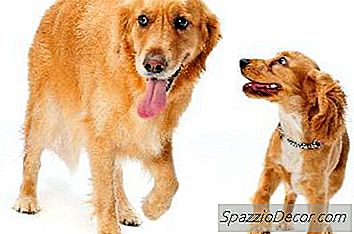 Съвети За Куче, Завиждащо На Кученце