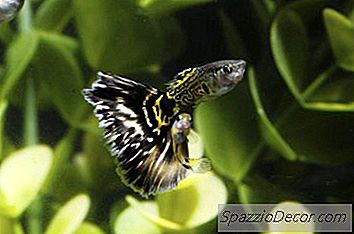 Savjeti Za Guppy Ljubitelje