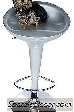 Savjeti Za Njegu Yorkies Teacup