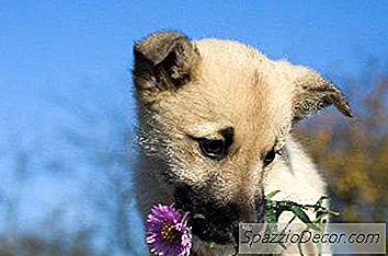 Tips Til At Holde Hunde Ude Af Blomsterbed