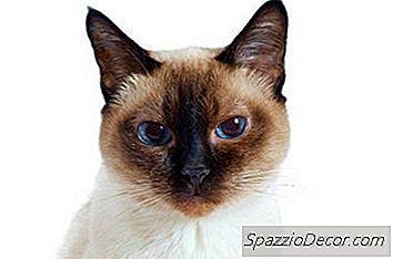 Tonkinese Katzenprobleme