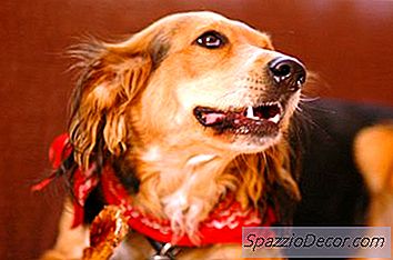 Zahnabgang Bei Hunden