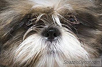 Tandwortelabcessen In Een Shih Tzu