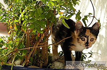 Herbal Beracun Untuk Kucing